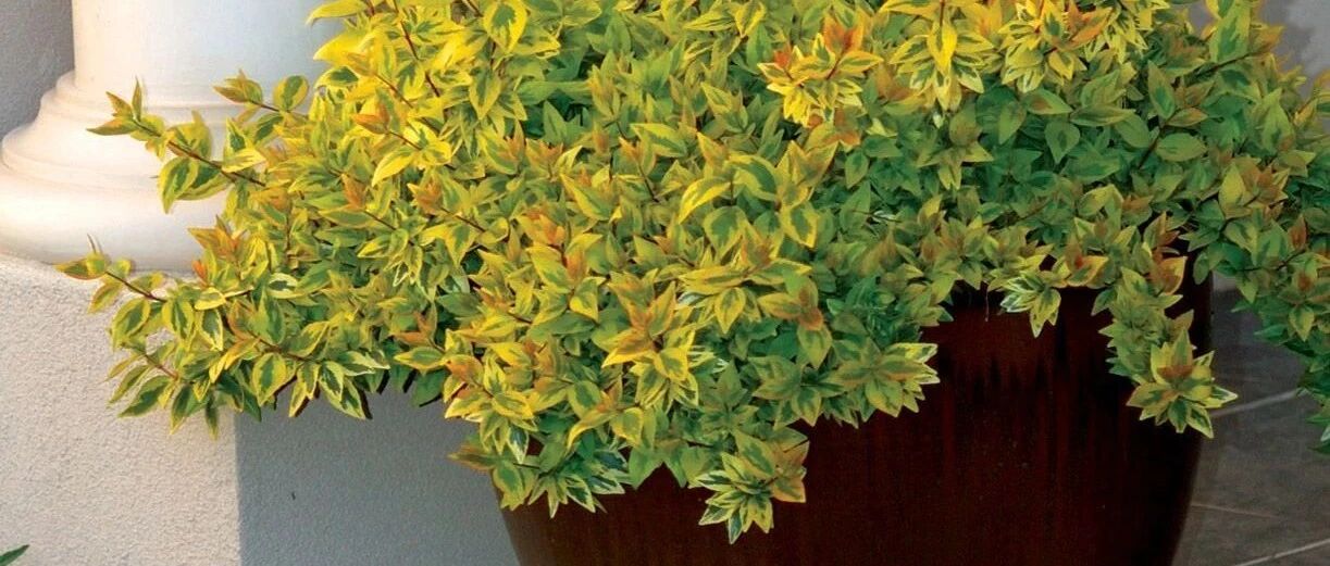 花开灿烂的六道木，养成盆栽也好看，来看看不同的品种