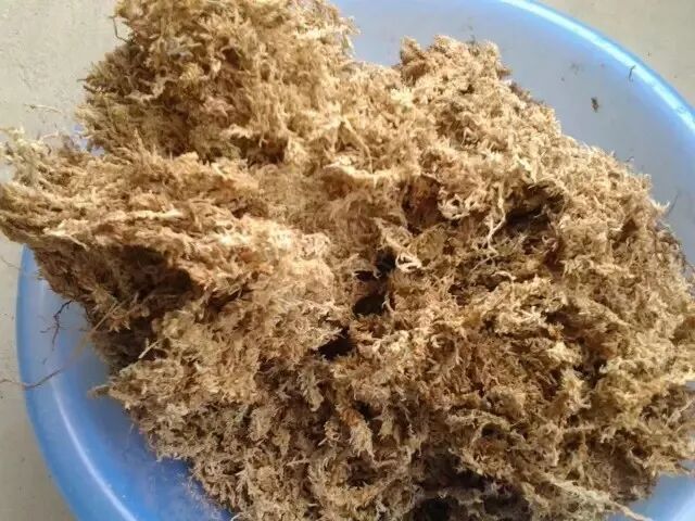 用水苔养花的6大好处 烂根植物轻松救活 枯萎的多肉能重新生根 柠檬资讯