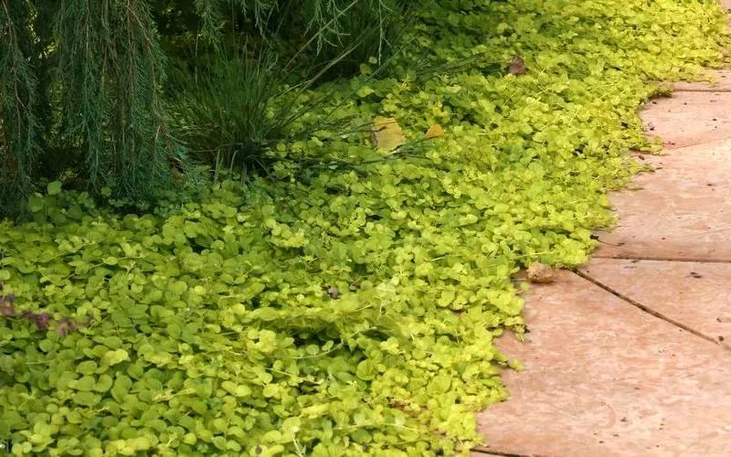 7種不需要怎麼管理就能生長開花的匍匐植物 能夠抑制雜草叢生 尋夢新聞