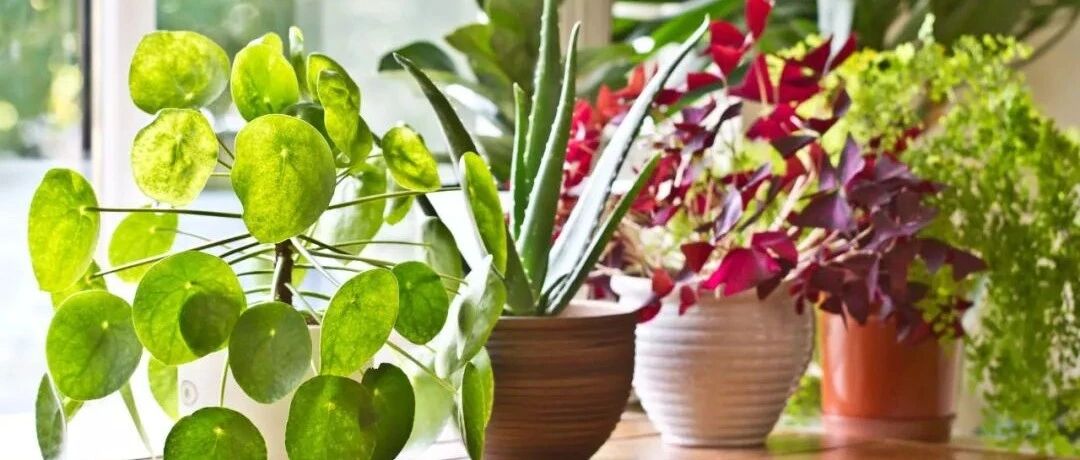 6种适合养在室内窗台上的盆栽绿植，模样奇特，适合园艺新手