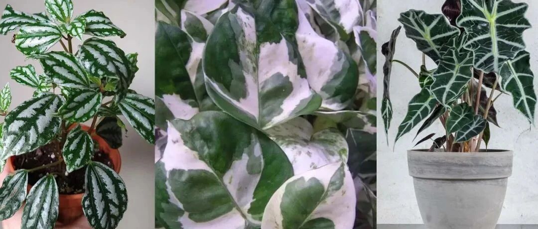 8种叶子长满白色斑纹的室内观叶植物，颜值不低，价格不贵