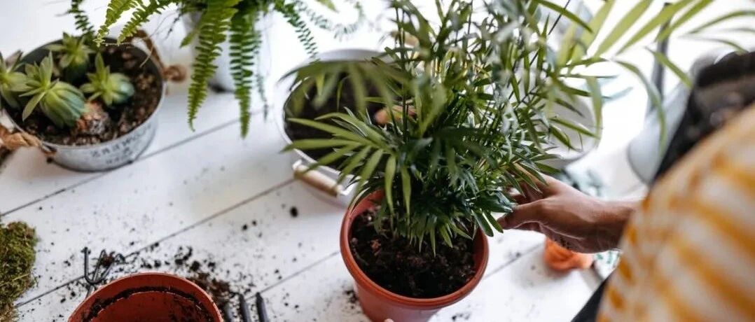 刚买的盆栽花卉做好三点，大大提高存活率，可快速恢复生长