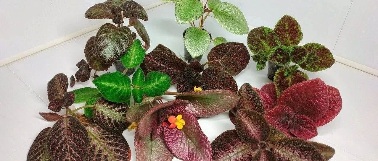 每天一两小时的光照就能开花的喜荫花，没想到品种这么多