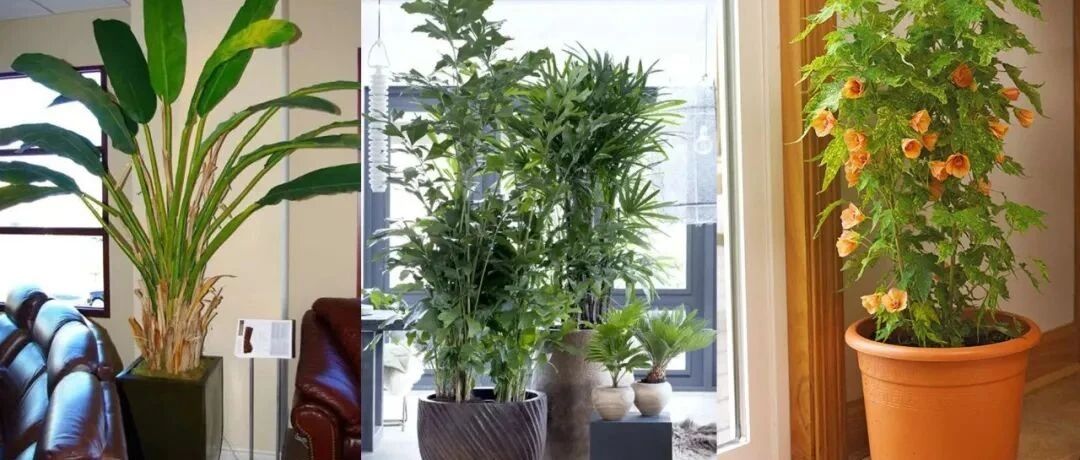 想养热带盆栽植物，可考虑这5种观叶植物和4种开花植物