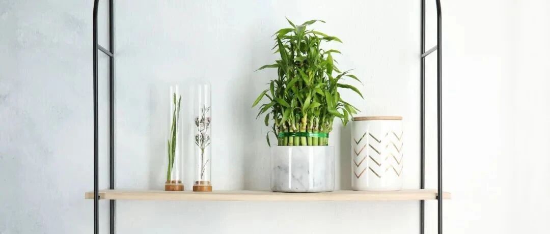 适合养在卫生间里的五种观叶绿植，可水培，也可土培，附养护方法