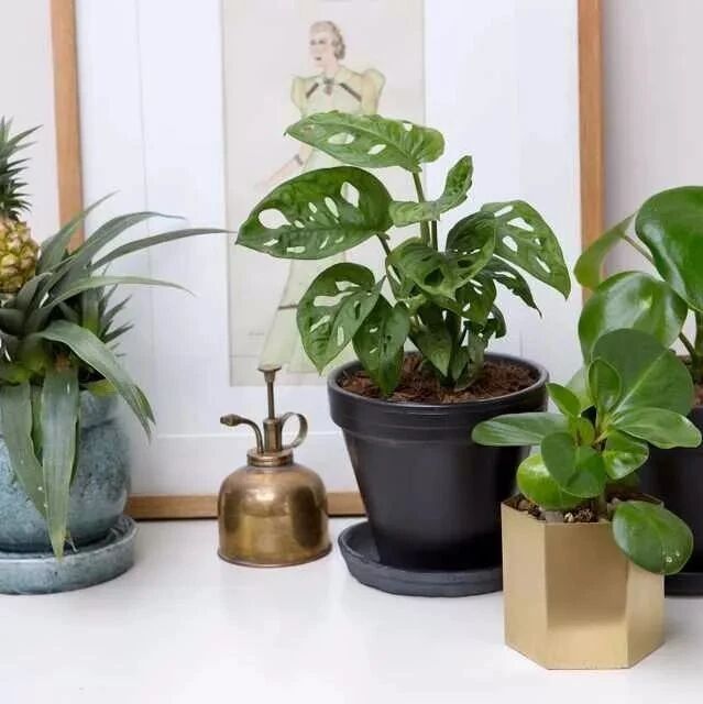 园艺新手容易做错的几点，植物就是这样被折腾没了的