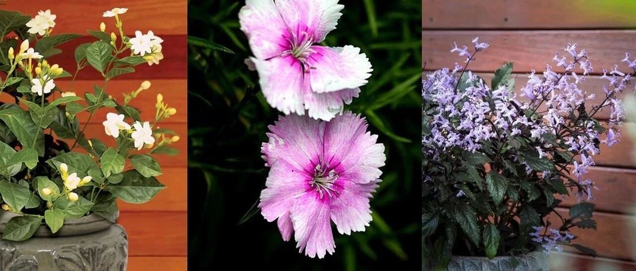 这些花晒得越狠，花朵开得越多，整个夏天都可以赏花