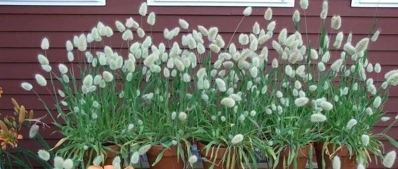 尝试在花盆里种观赏草，几块钱一大包草种，选这几个品种就很适合