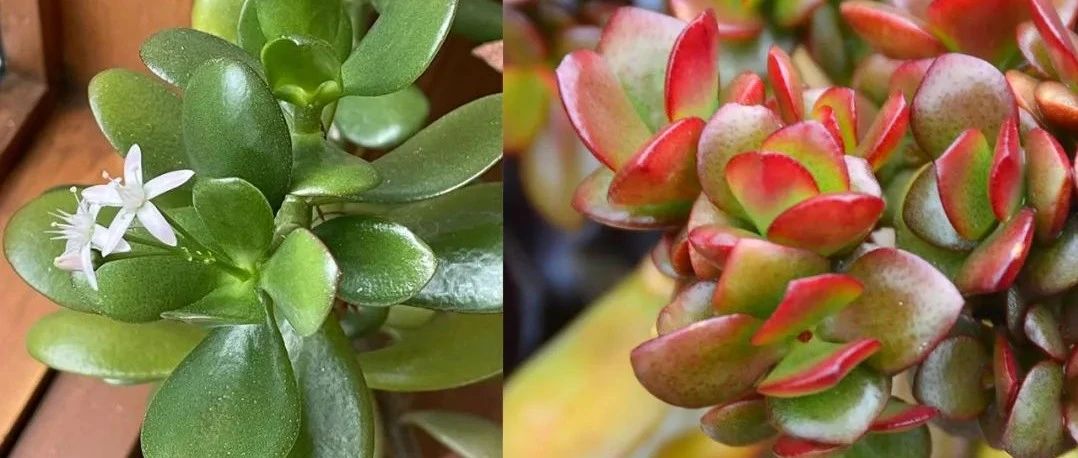 玉树的大家族介绍，和燕子是啥关系？养成大树就差这几步了