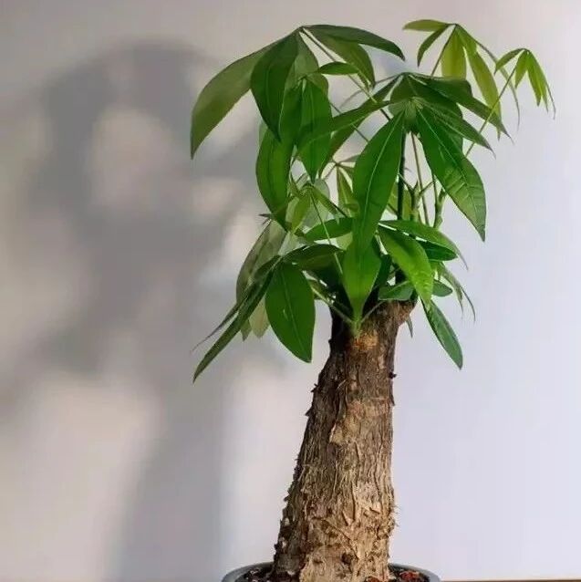 发财树烂根也能挽救吗？为啥有人养一盆挂一盆？