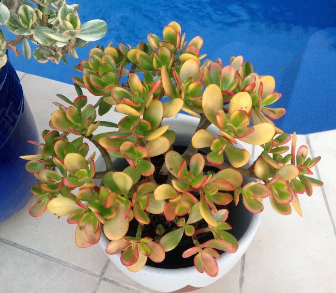 玉树的大家族介绍,和燕子是啥关系?养成大树就差这几步了-友友