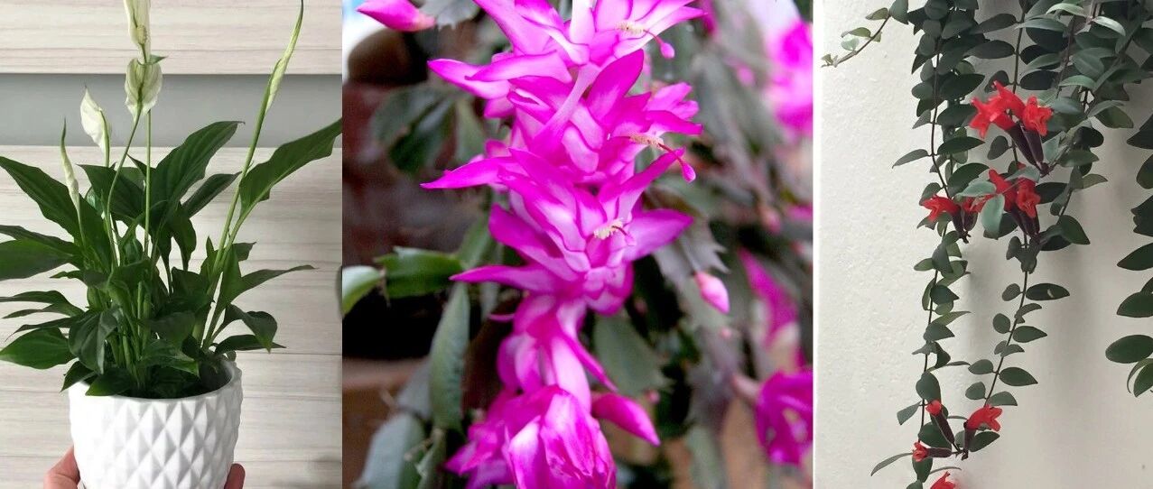 15种可以在窗台上开花灿烂的室内盆栽，有散射光就能正常开花