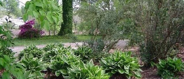 在阴凉处适合养的几种植物，养花盆里和养树荫下有啥区别?