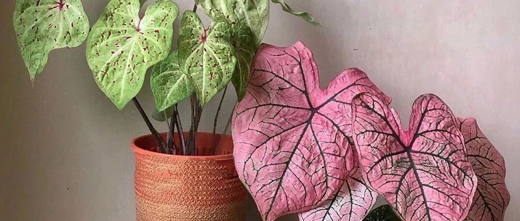 客厅和桌面摆上这6种小众植物，朋友串门看着就艳羡，附养护指南