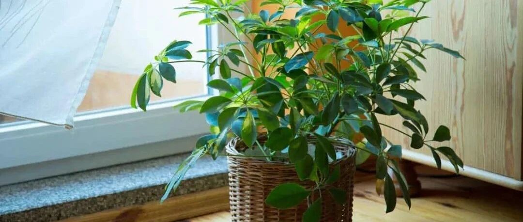 特别喜欢水分的7种盆栽绿植，养护时要给足水