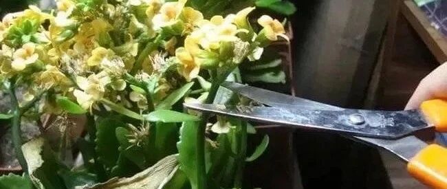 室内盆栽长寿花开花指南，光照比肥料还重要，想要复花要学会修剪