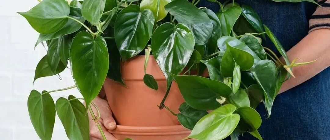 7种叶子特别有质感的室内观叶植物，叶脉凹陷，大多是网红植物