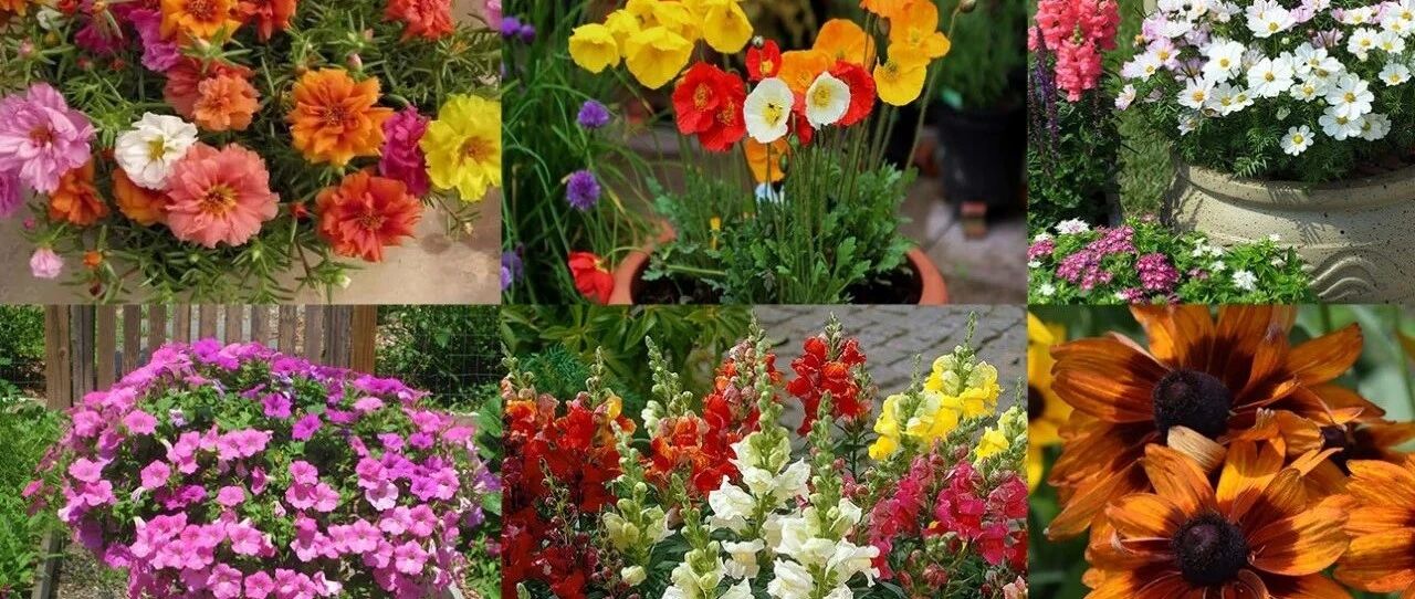 半阴处和光照充足的地方，10种夏季花不可少，花色多，花量丰富