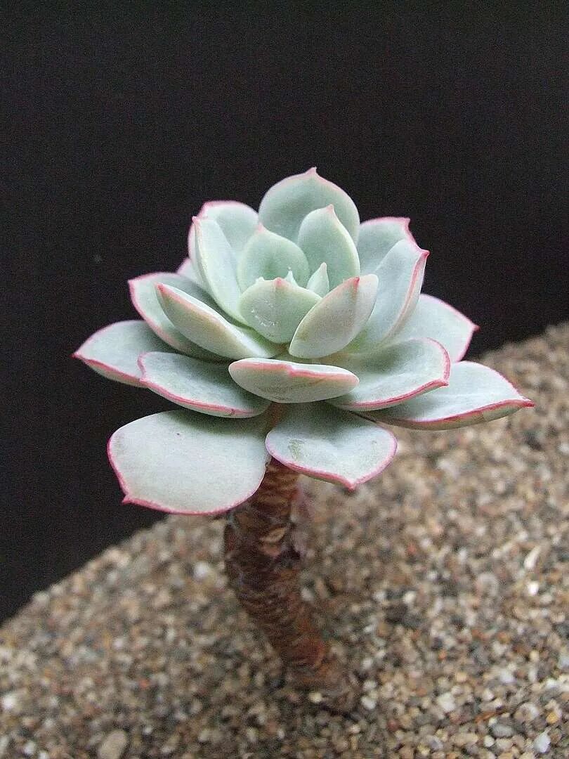 植株形态像莲花般的拟石莲属多肉 有三种很容易繁殖的方法 养花交流 二十次幂