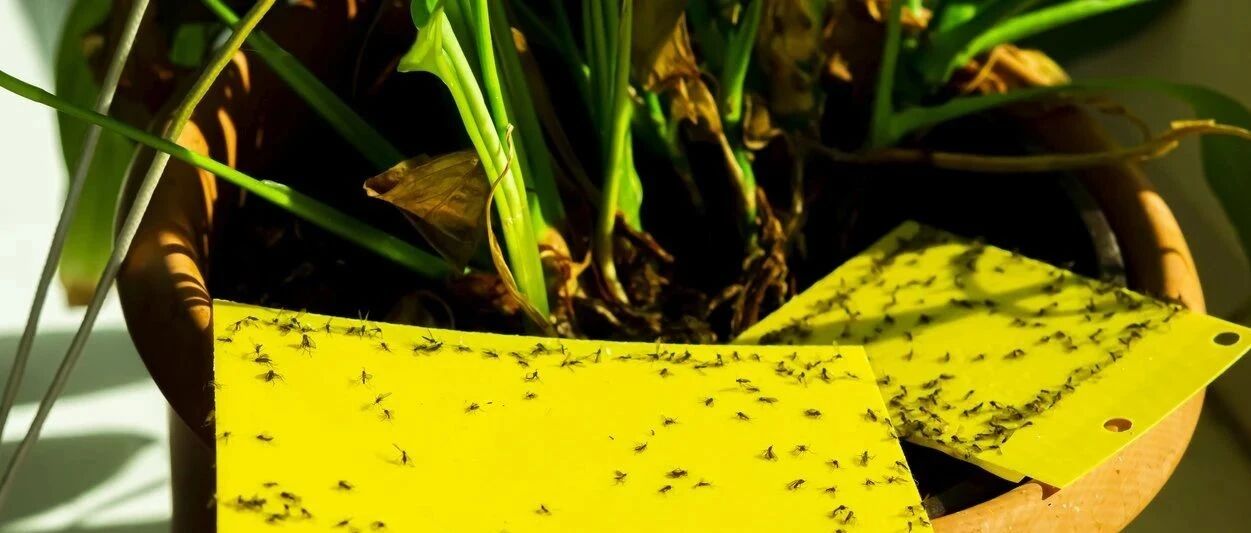 小黑飞、蚜虫和红蜘蛛都可用简单方法清除，并非一定要喷杀虫剂