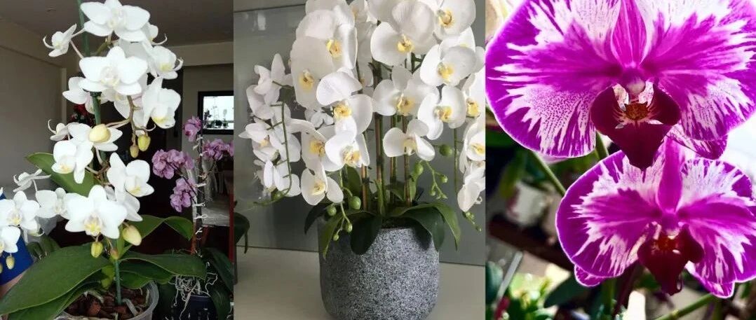 买盆栽蝴蝶兰避坑指南，窗台上就能养好，每年开花可真不难