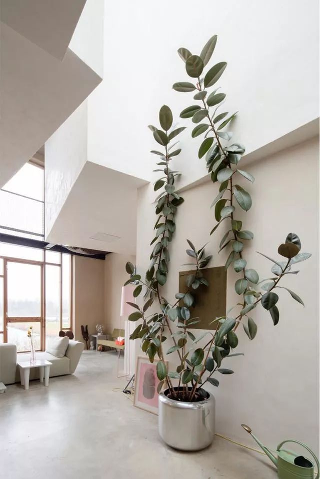 10種養在客廳和會議室的大型盆栽植物，有的還能長到天花板 生活 第8張