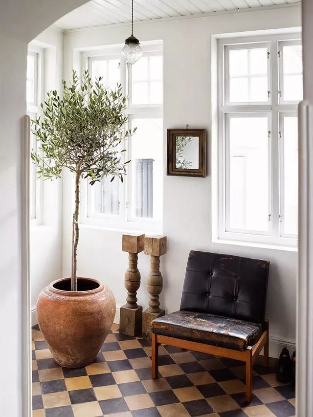 10種養在客廳和會議室的大型盆栽植物，有的還能長到天花板 生活 第7張