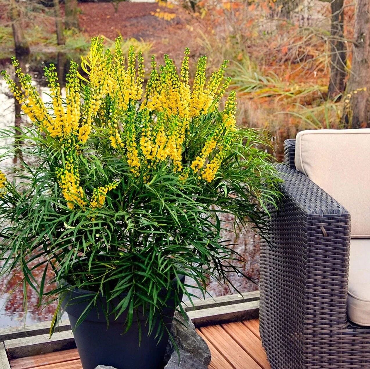 7种适合养窗台上的观赏花卉，花朵和叶子都极具观赏性