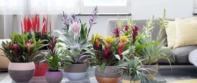 6种非常特别的热带盆栽植物，叶子和花朵都有良好的观赏性