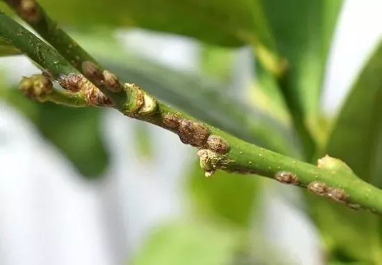 室內養植物容易掛掉的8個原因，盆栽葉黃枯萎的原因，你中招幾個 家居 第6張