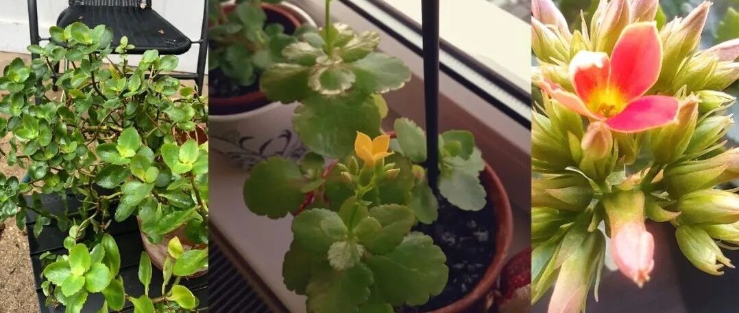 你的长寿花还没开花？可能是夜晚没给它提供黑暗的环境