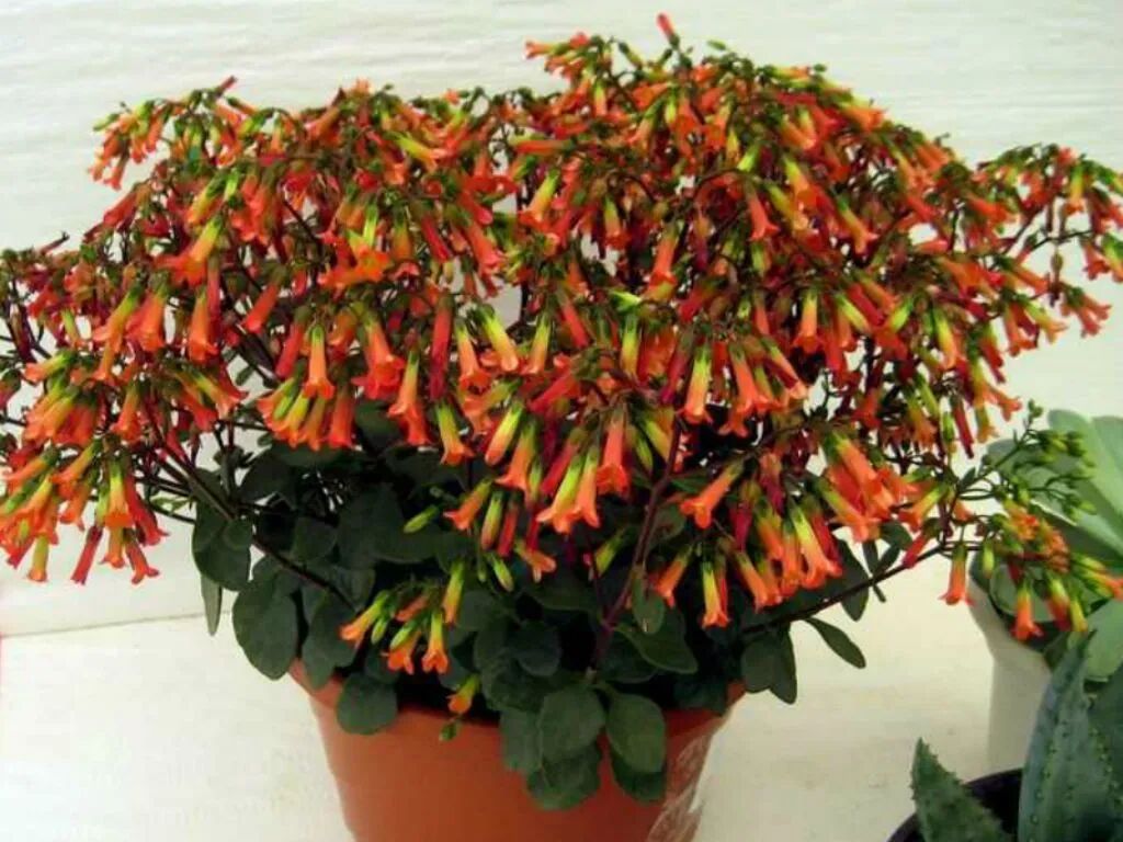 你的长寿花还没开花 可能是夜晚没给它提供黑暗的环境 养花交流 每日精选公众号文章