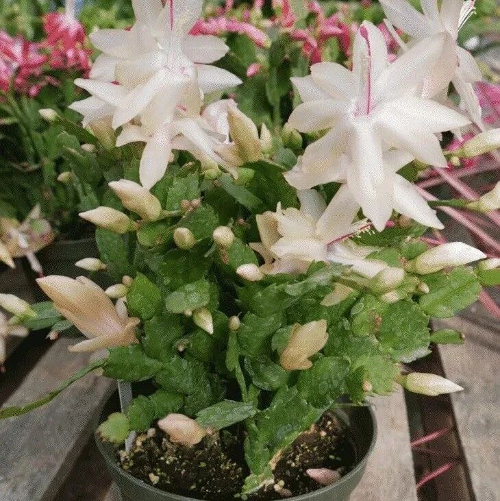 4种常见花卉的枝条枝条扦插指南，到了秋季就适合多繁殖几盆