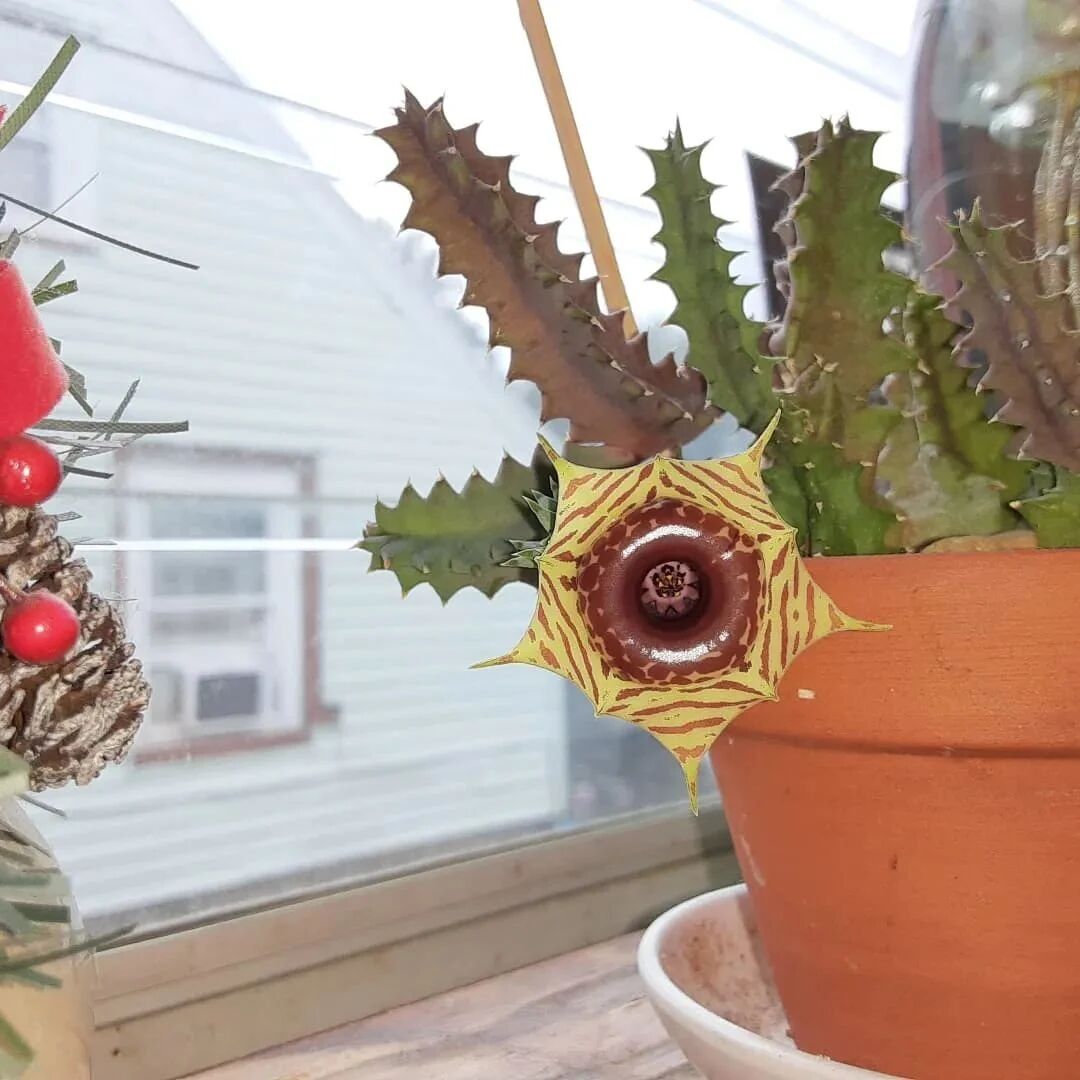 刚买的盆栽植物做好这6点，植物杀手也没法把花养死