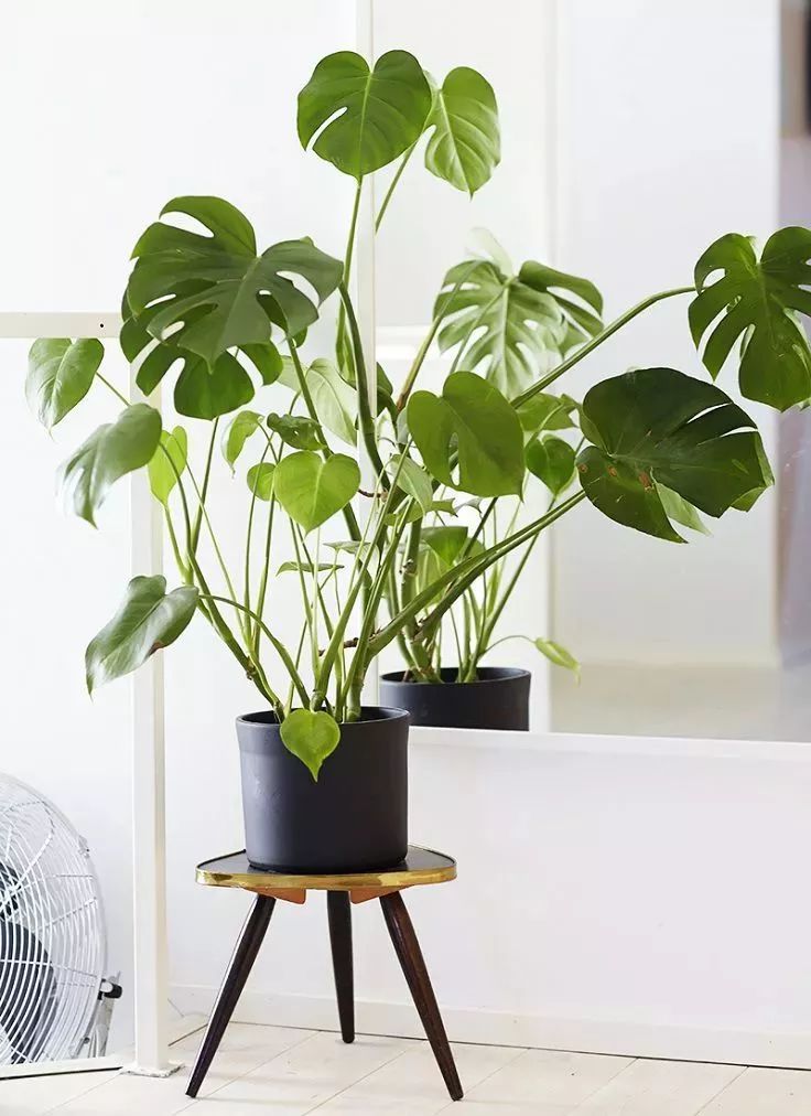 10種常見的室內植物的養護技巧，這些盆栽怎麼養才更好看？ 家居 第10張