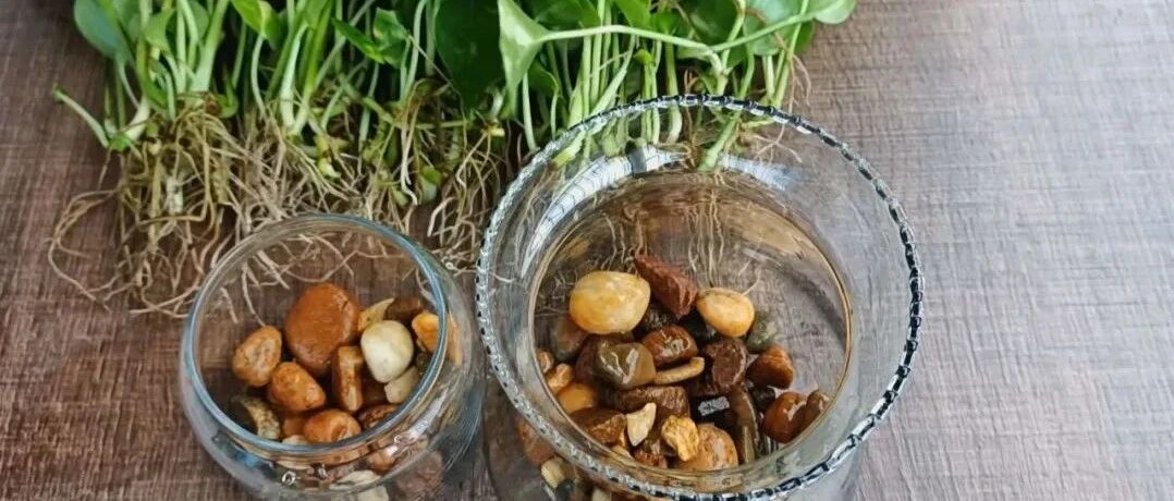 黄金葛快速水培扦插繁殖，两周培育出清新的水培绿植