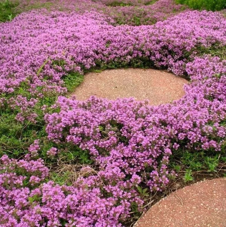 适合养石板路旁边的6种低矮植物，耐旱又耐寒