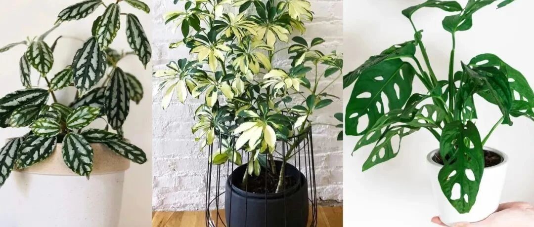 朝东窗台上少不了的18种盆栽植物，开花植物和观叶植物任你选