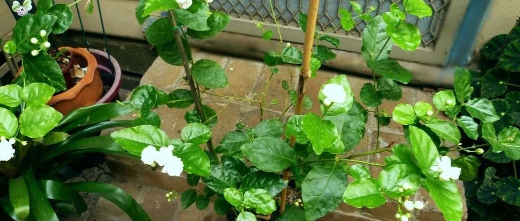 我的茉莉花从春节开到秋季，有几个条件要满足，否则花朵越来越少