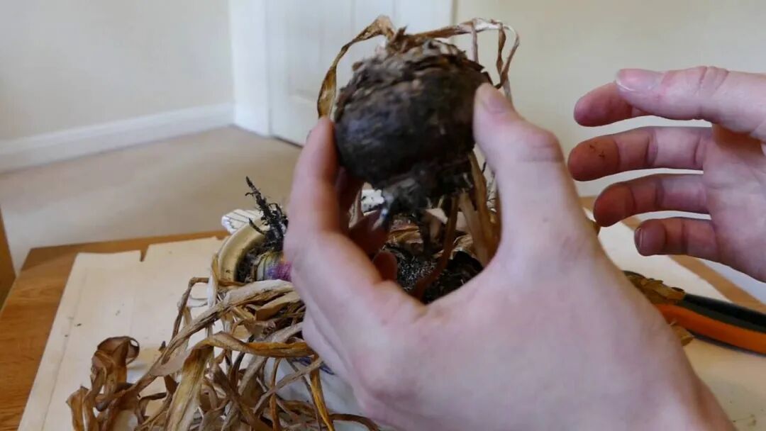 秋天有哪些花开放图片_秋天开的花_红薯花根秋天能种吗?