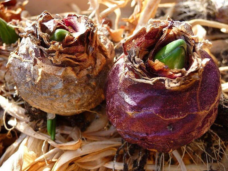 秋天开的花_秋天有哪些花开放图片_红薯花根秋天能种吗?