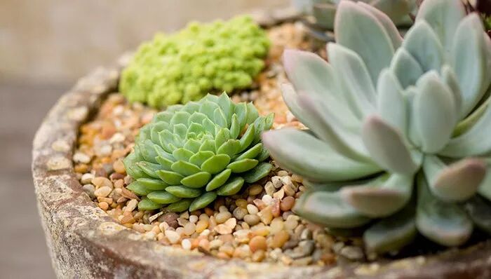 在室内养多肉植物盆栽如何保持茁壮生长 需要注意什么事项 养花交流 微信公众号文章
