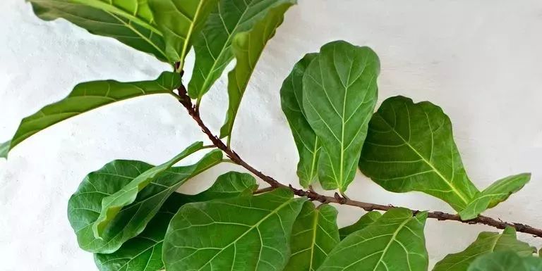 盆栽的琴葉榕葉子經常長黑斑，很有可能是這5點沒有做好 生活 第5張