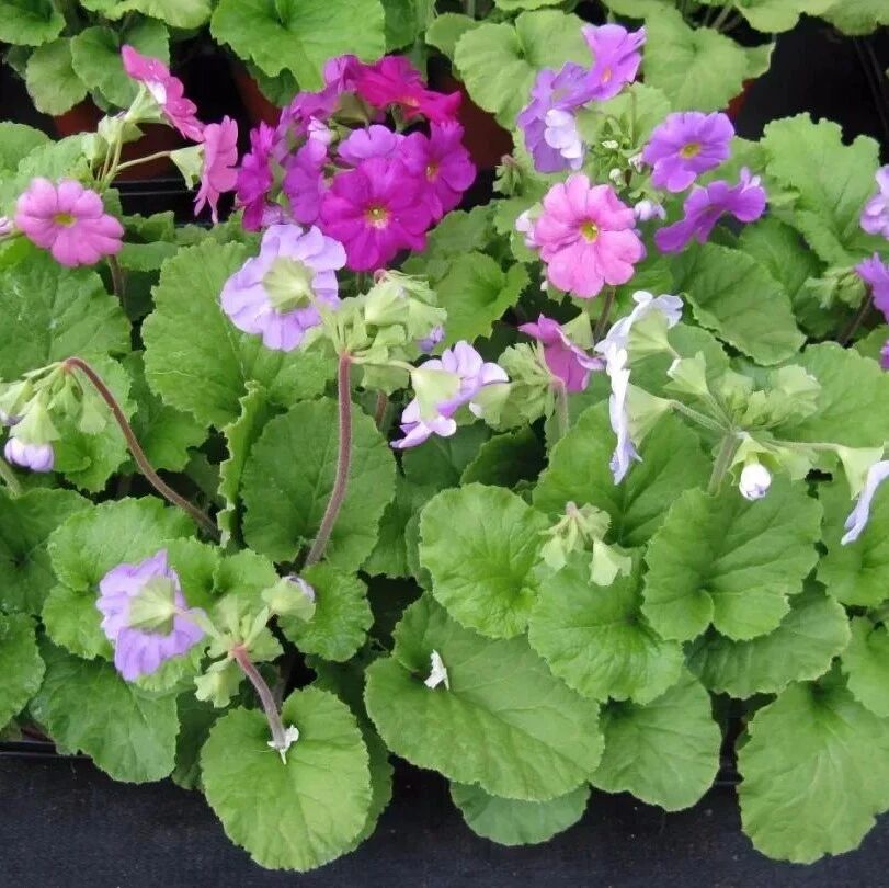 树荫下必不可少的11种耐半阴植物，能开花，能观叶，看你选哪种