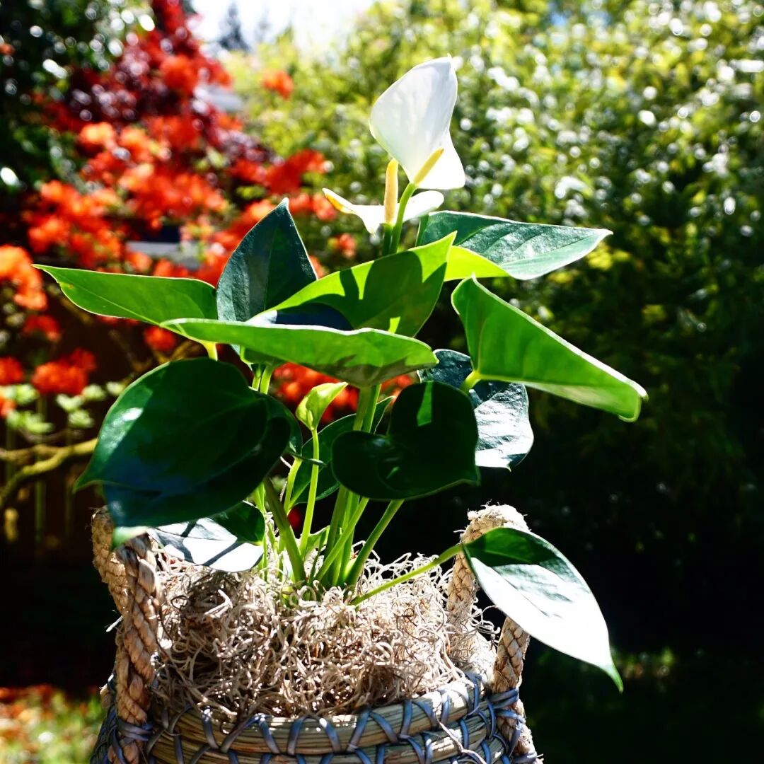 盆栽红掌每年冬春开花的秘诀 掌握这几点就足够了 影视聚合站