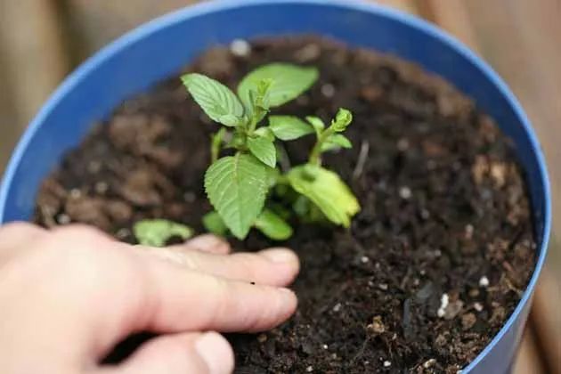 薄荷好養又好聞，枝條不斷修剪，水培扦插就能生根 家居 第8張