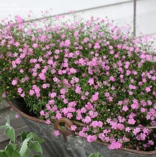 8种适合秋季购买幼苗栽种的开花植物，很适合养成阳台观赏盆栽