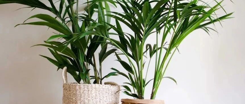 有净化空气效果的6种盆栽绿植，很大众化的观叶植物，养护难度低