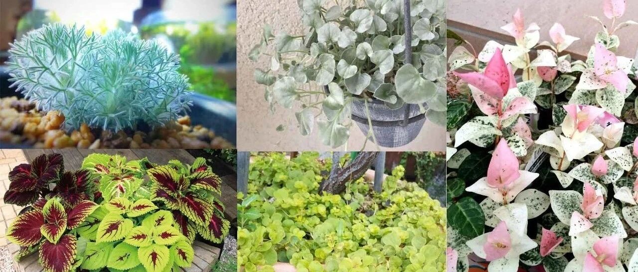 8种颜值高的彩色观叶植物，半阴处也可以养好，但并不都适合你