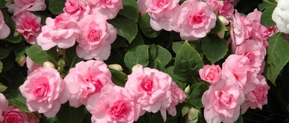 7种四季都可以养室内的开花植物，养花新手也可以尝试种几盆